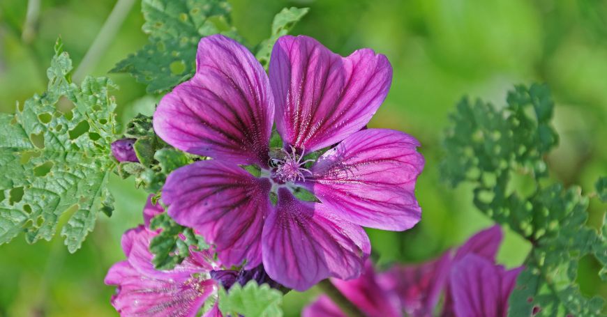 flor de malva